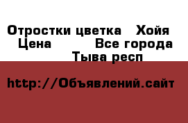 Отростки цветка  “Хойя“ › Цена ­ 300 - Все города  »    . Тыва респ.